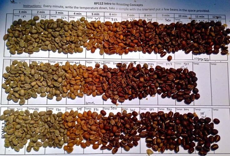 Different types of Coffee beans